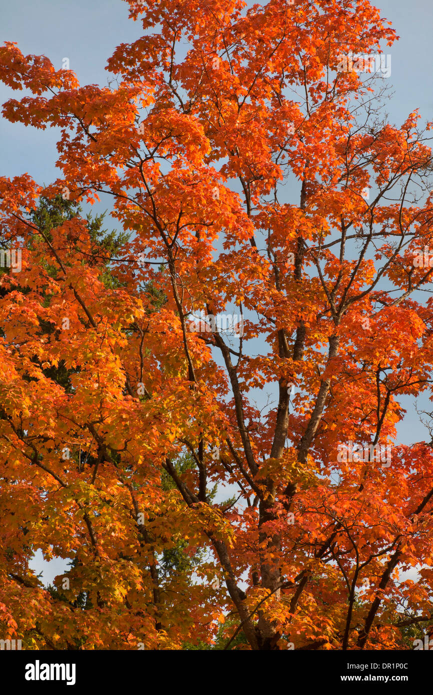 WASHINGTON - Herbstzeit im Washington Park Arboretum in Seattle. Stockfoto