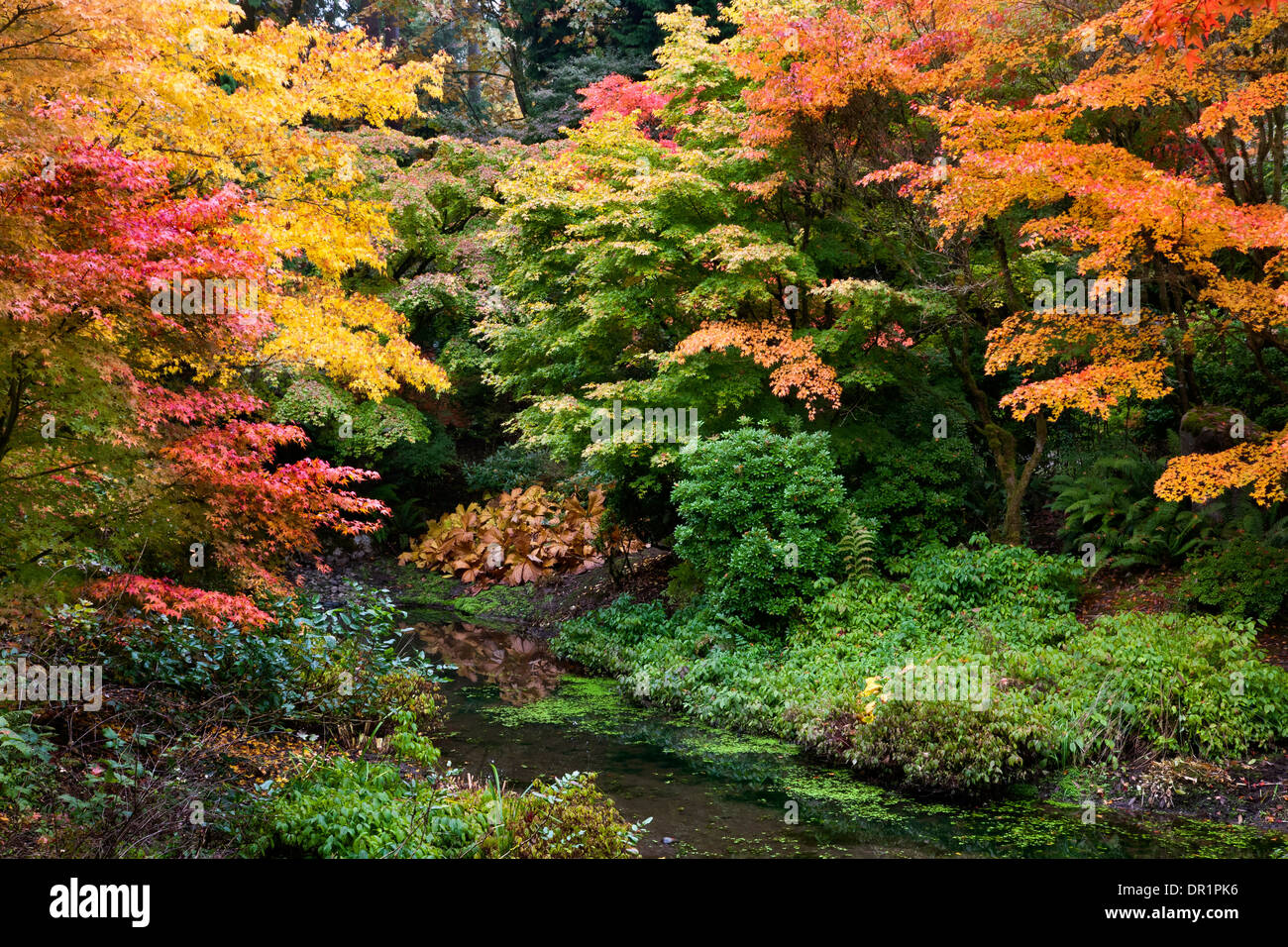 WASHINGTON - Herbstfarben im Abschnitt Yao Garten von Bellevue Botanical Garden. Stockfoto