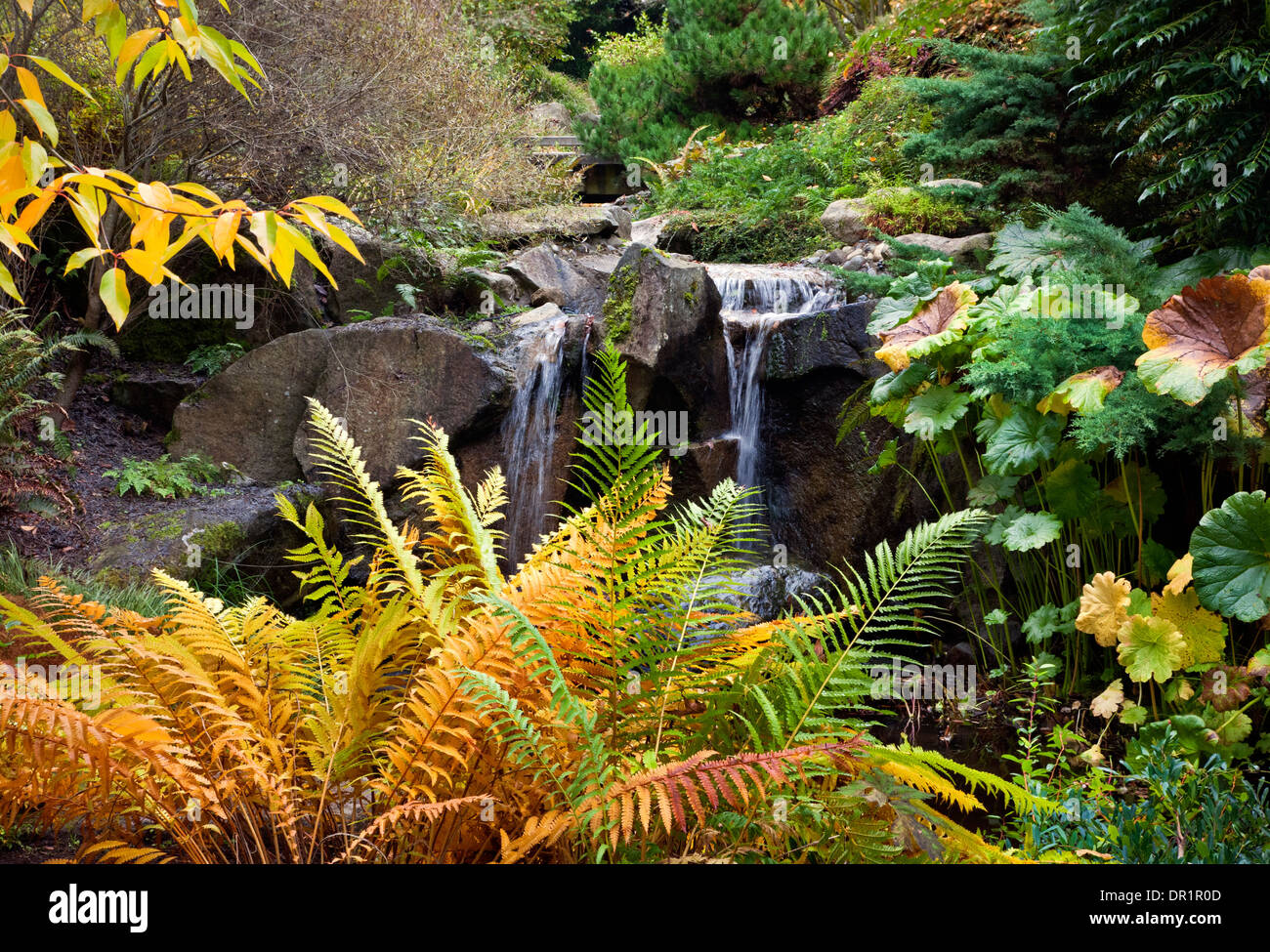 Washington Herbstzeit Am Wasserfall In Shorts Bodendecker Garten