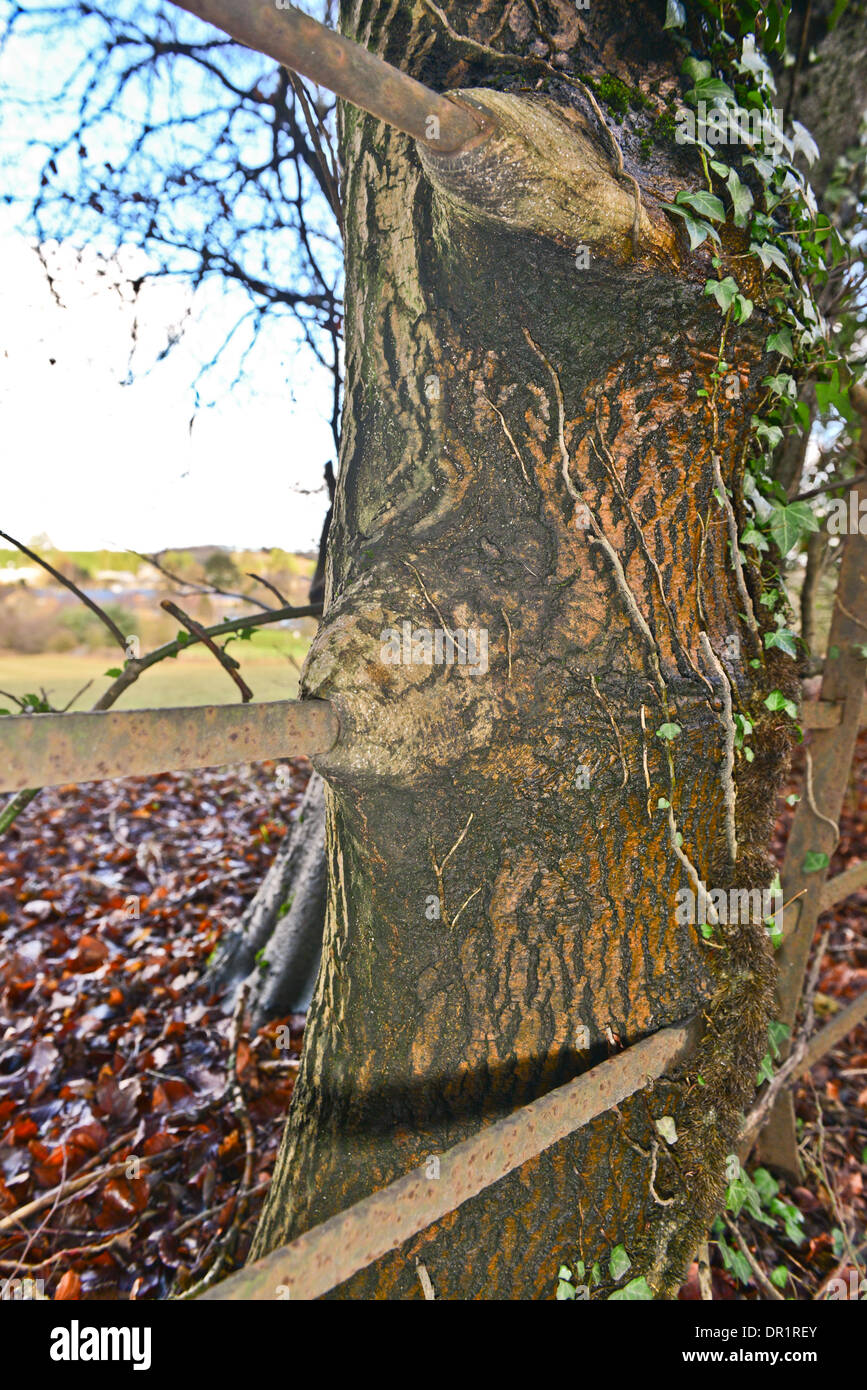 Ullenwood, Gloucestershire. 17. Januar 2014. Zaun Essen Bäume, diese Bäume scheinen die Metallzaun gefressen haben, die verwendet, um neben ihnen neben dem A436, Ullenwood, Gloucestershire Datum laufen; 17.01.2014 Kredit: Jules Annan/Alamy Live News Stockfoto