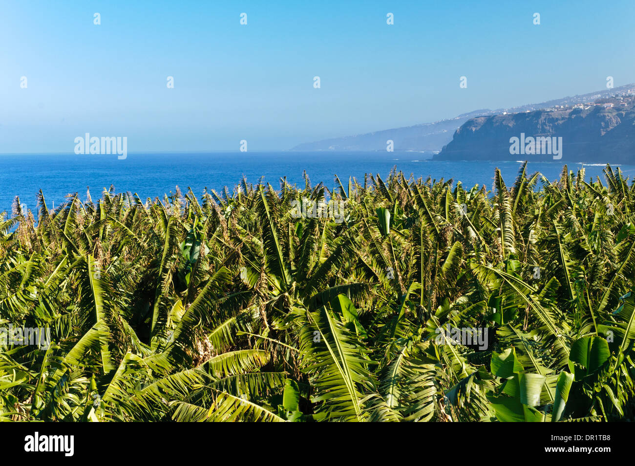 Bananen-Plantage, Teneriffa, Kanarische Inseln, Spanien, Europa Stockfoto