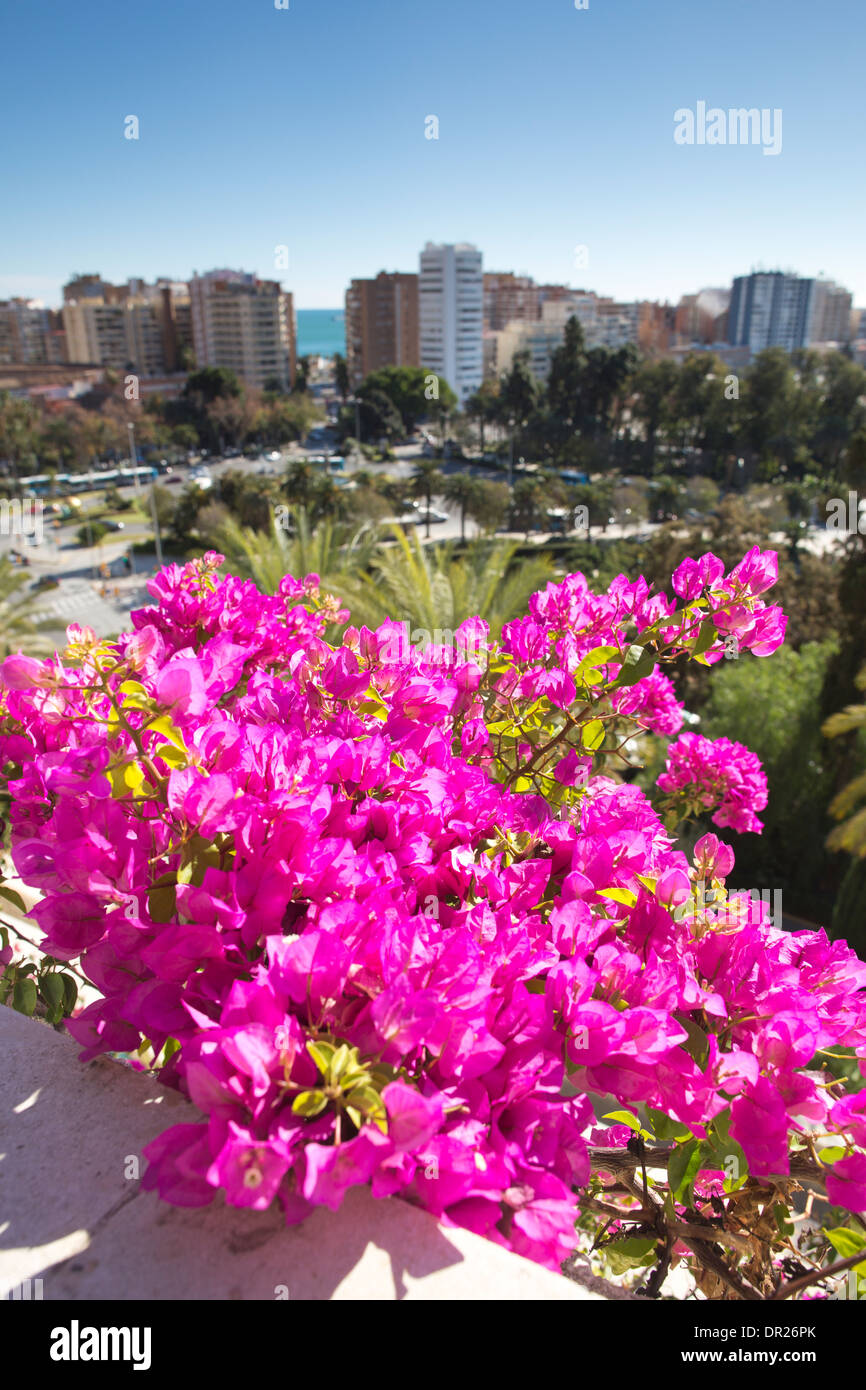 Lila Bougainvillea Blumen, Malaga, Andalusien, Spanien Stockfoto