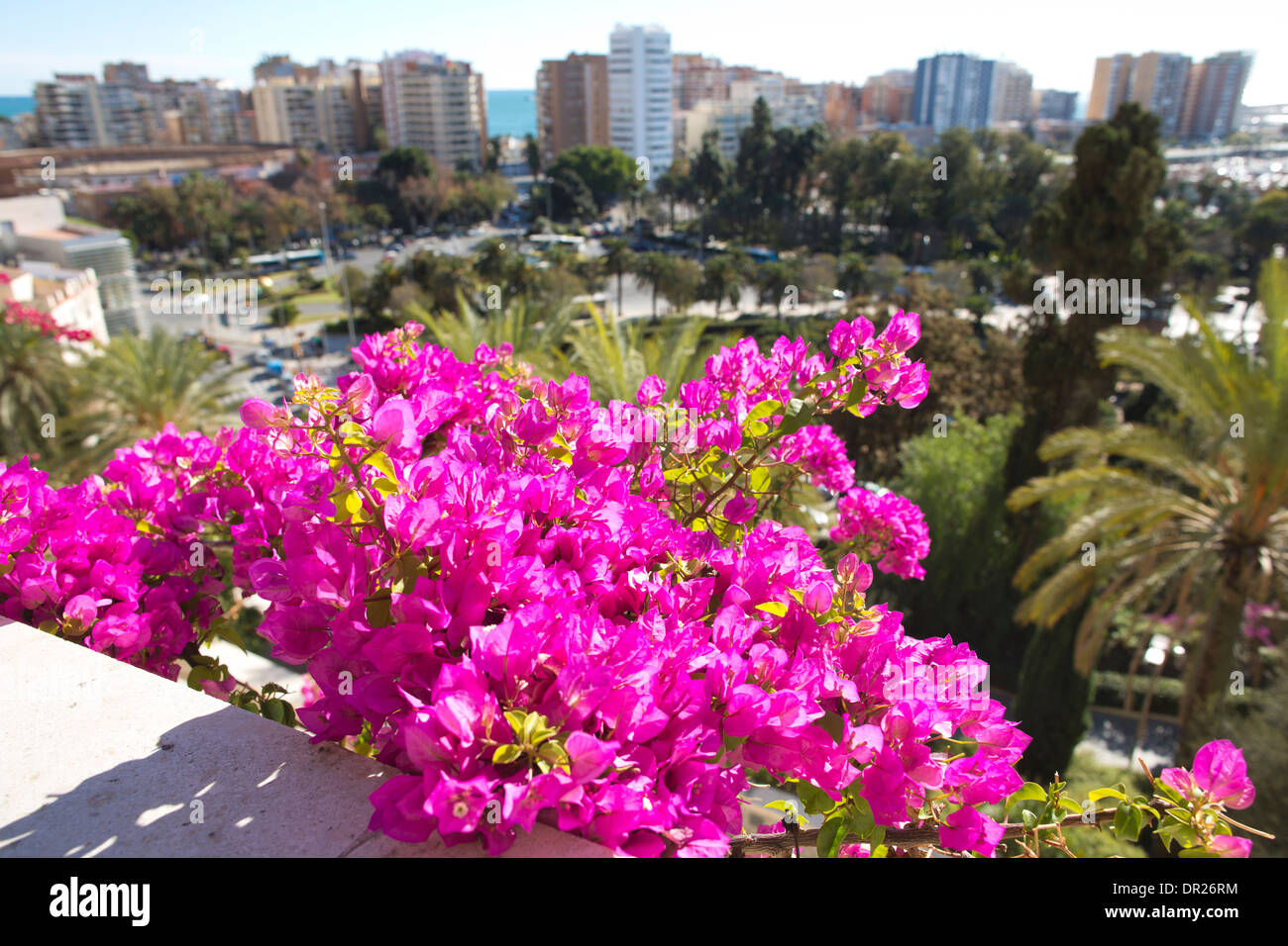 Lila Bougainvillea Blumen, Malaga, Andalusien, Spanien Stockfoto