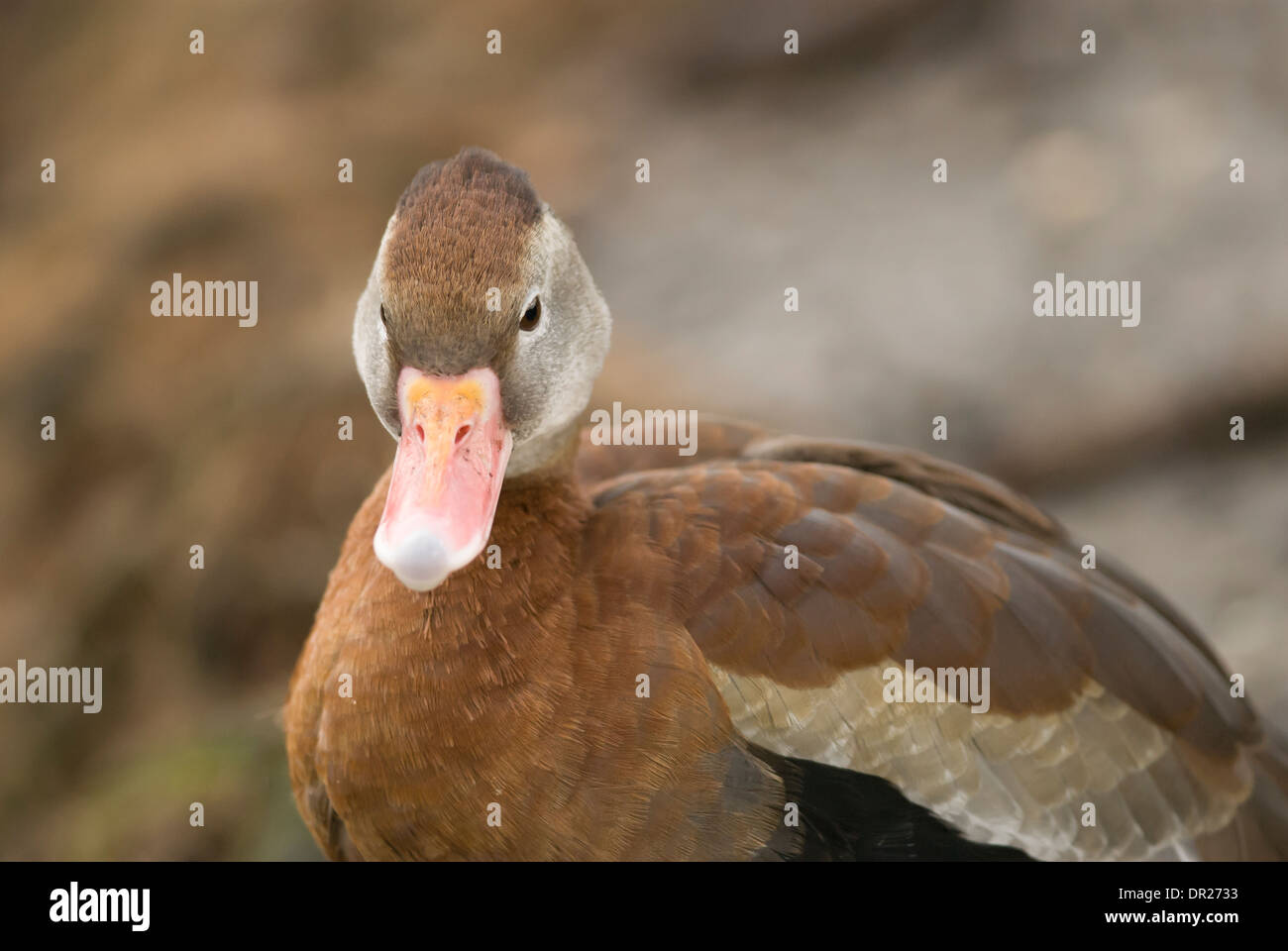 Porträt einer schwarzbäuchigen Pfeifen-Ente Stockfoto