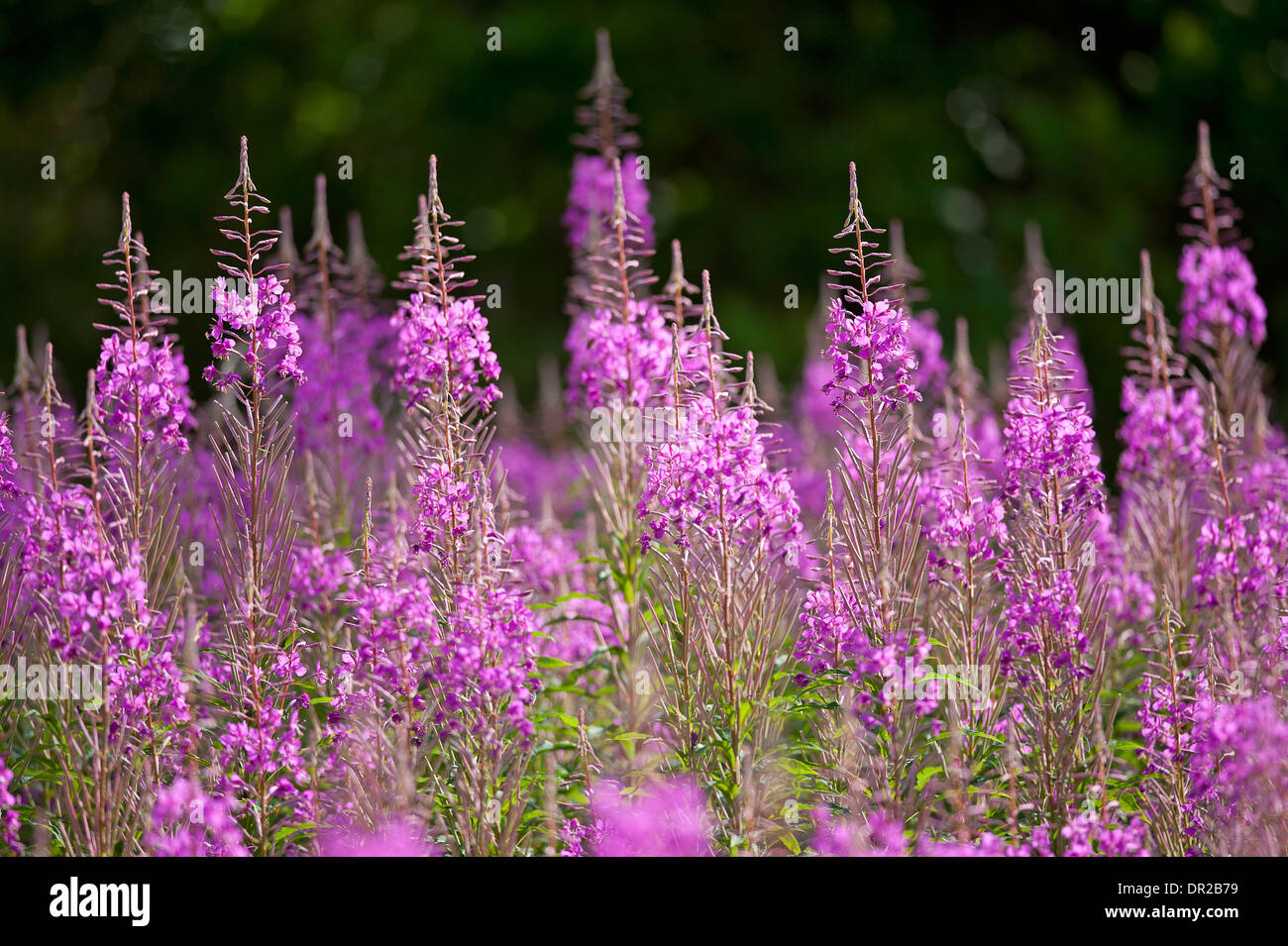 Rose Bay Weidenröschen, Epilobium Angustifolium mehrjährige Wildblumen, reichlich auf neu klar und verbrannte Bereiche.  SCO 9245 Stockfoto