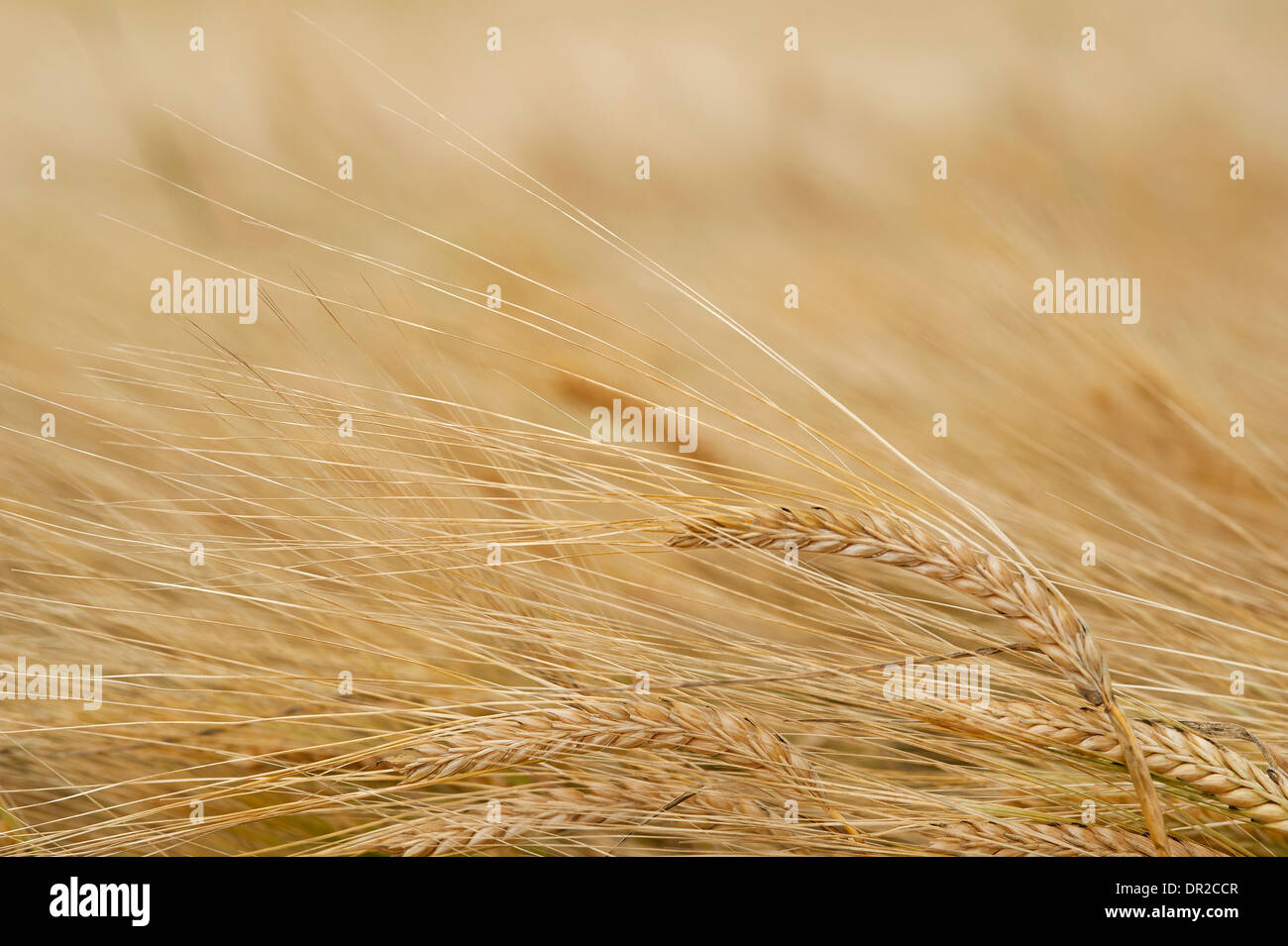 Ohr von Gerste angebaut in erster Linie zuschneiden oder die Maltings für die Whisky-Destillation-Industrie.  SCO 9248 Stockfoto