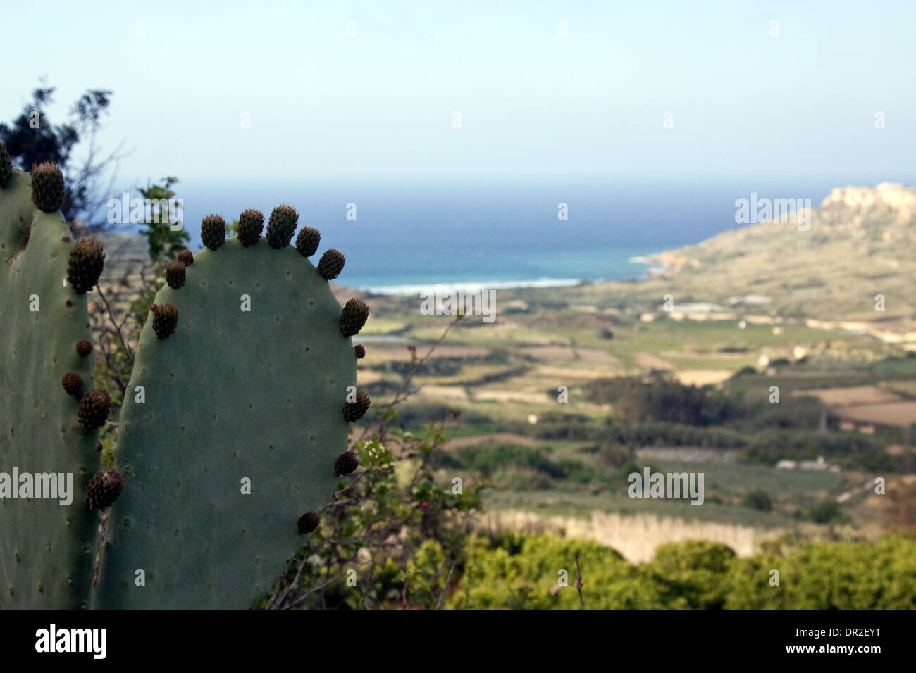 Blick Richtung Ramla Bay von Xaghra mit Kaktusfeigen im Vordergrund Stockfoto