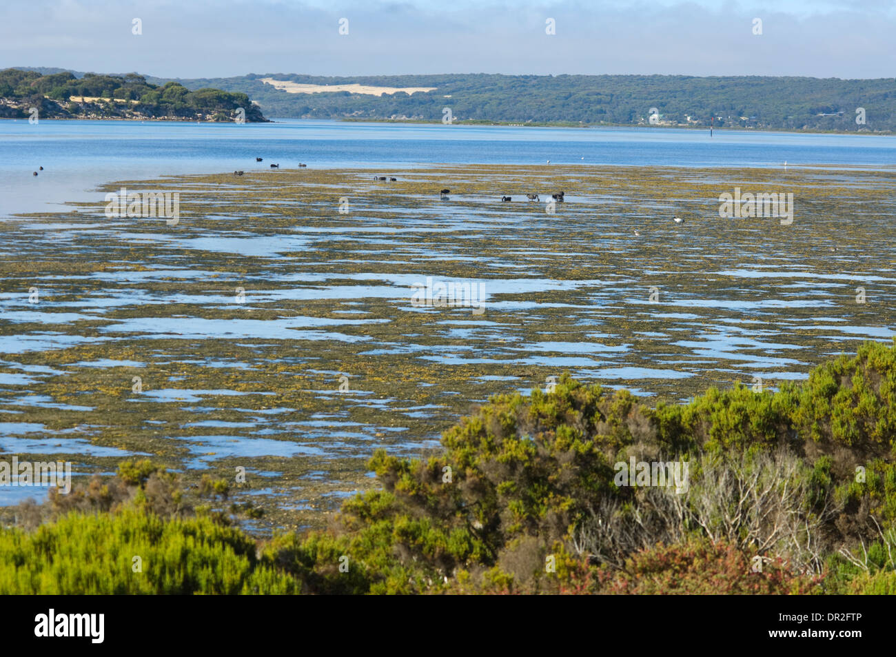 American River Inlet, Kangaroo Island, South Australia, SA, Australien Stockfoto