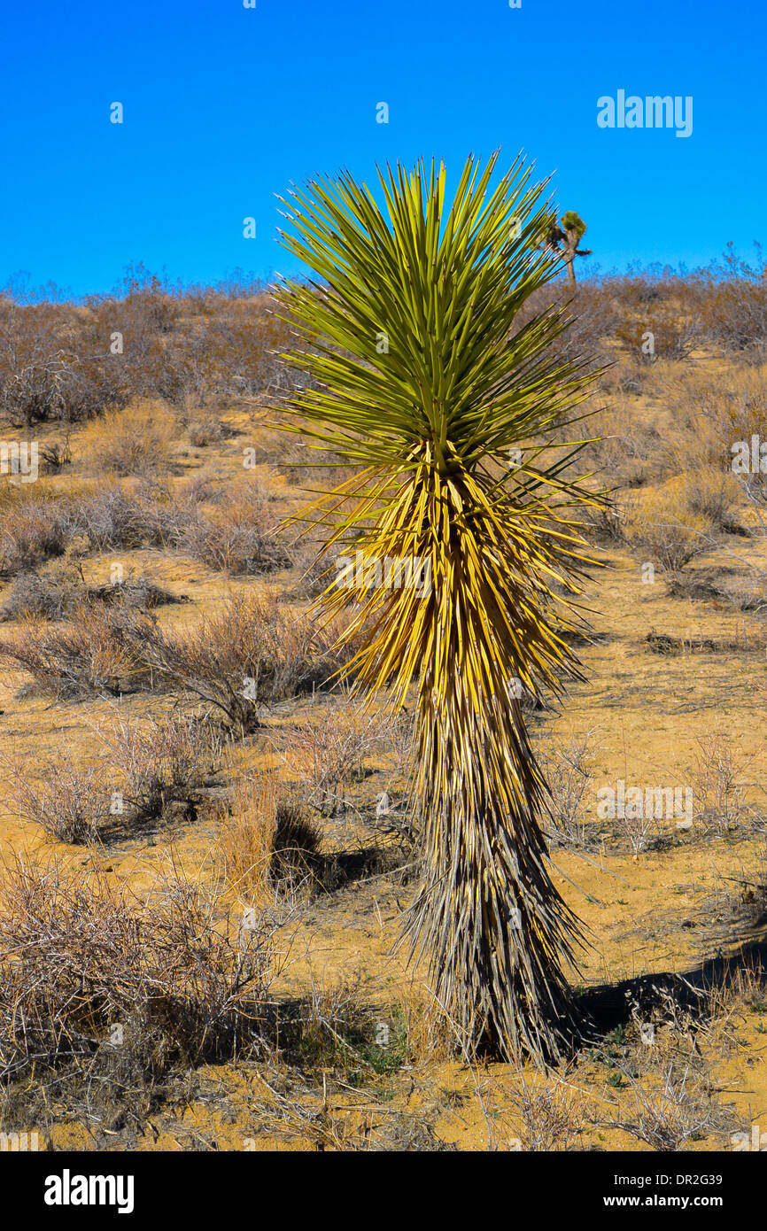Eine junge Joshua Tree (Yucca Brecifolia, aka Yucca Palme, Baum Yucca