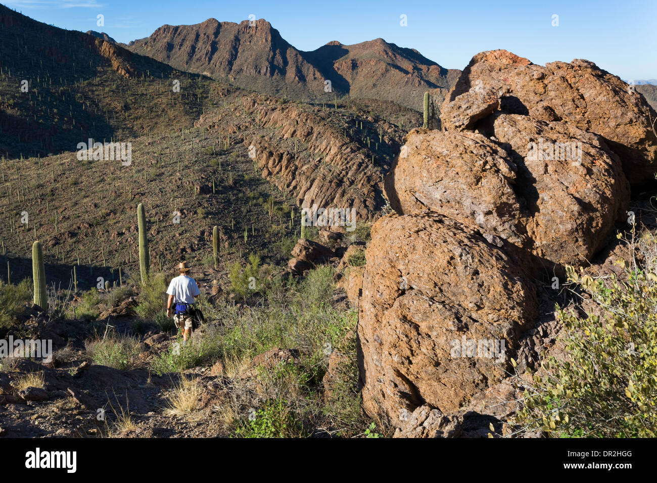 Wandern in der Wüste, Tucson Mountain Park, Tucson, Arizona Stockfoto