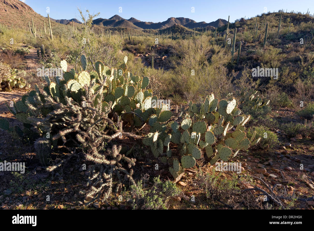 Saguaro National Park, West, Tucson Arizona Stockfoto
