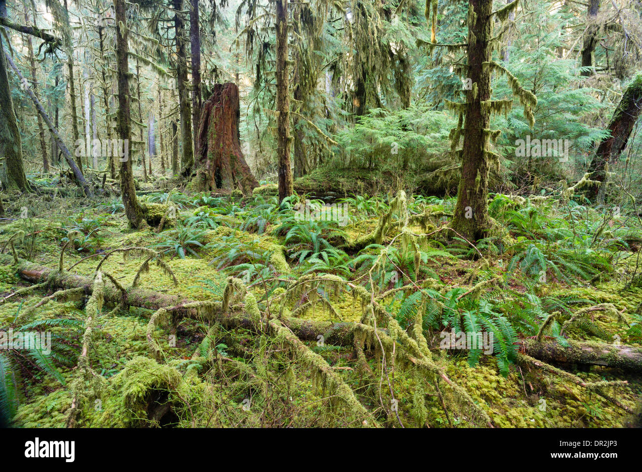 Zeder Bäume Deep Forest Green Moss überdachte Wachstum Hoh Regenwald Stockfoto