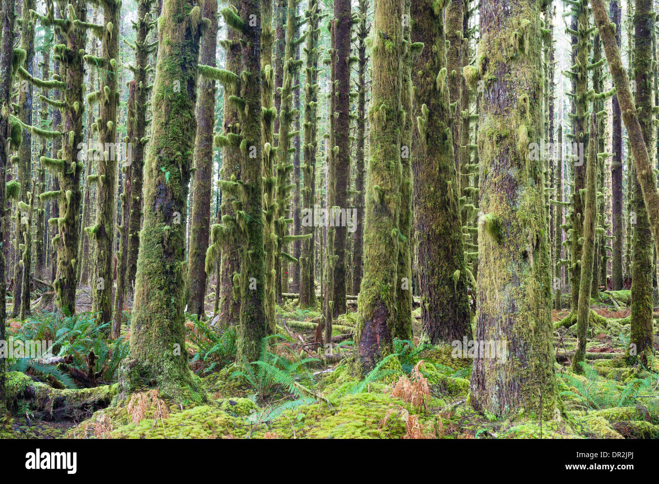 Zeder Bäume Deep Forest Green Moss überdachte Wachstum Hoh Regenwald Stockfoto
