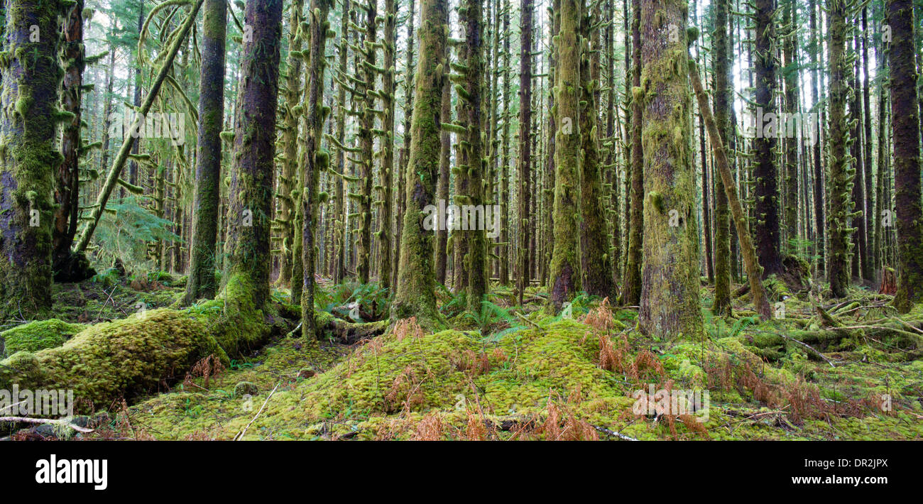 Zeder Bäume Deep Forest Green Moss überdachte Wachstum Hoh Regenwald Stockfoto