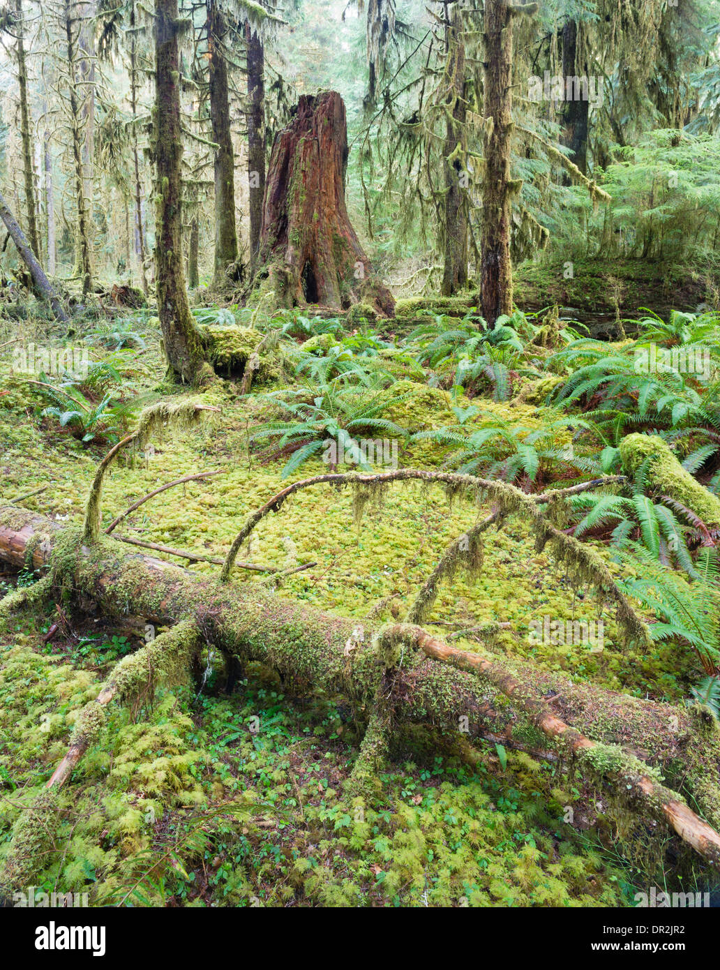 Zeder Bäume Deep Forest Green Moss überdachte Wachstum Hoh Regenwald Stockfoto