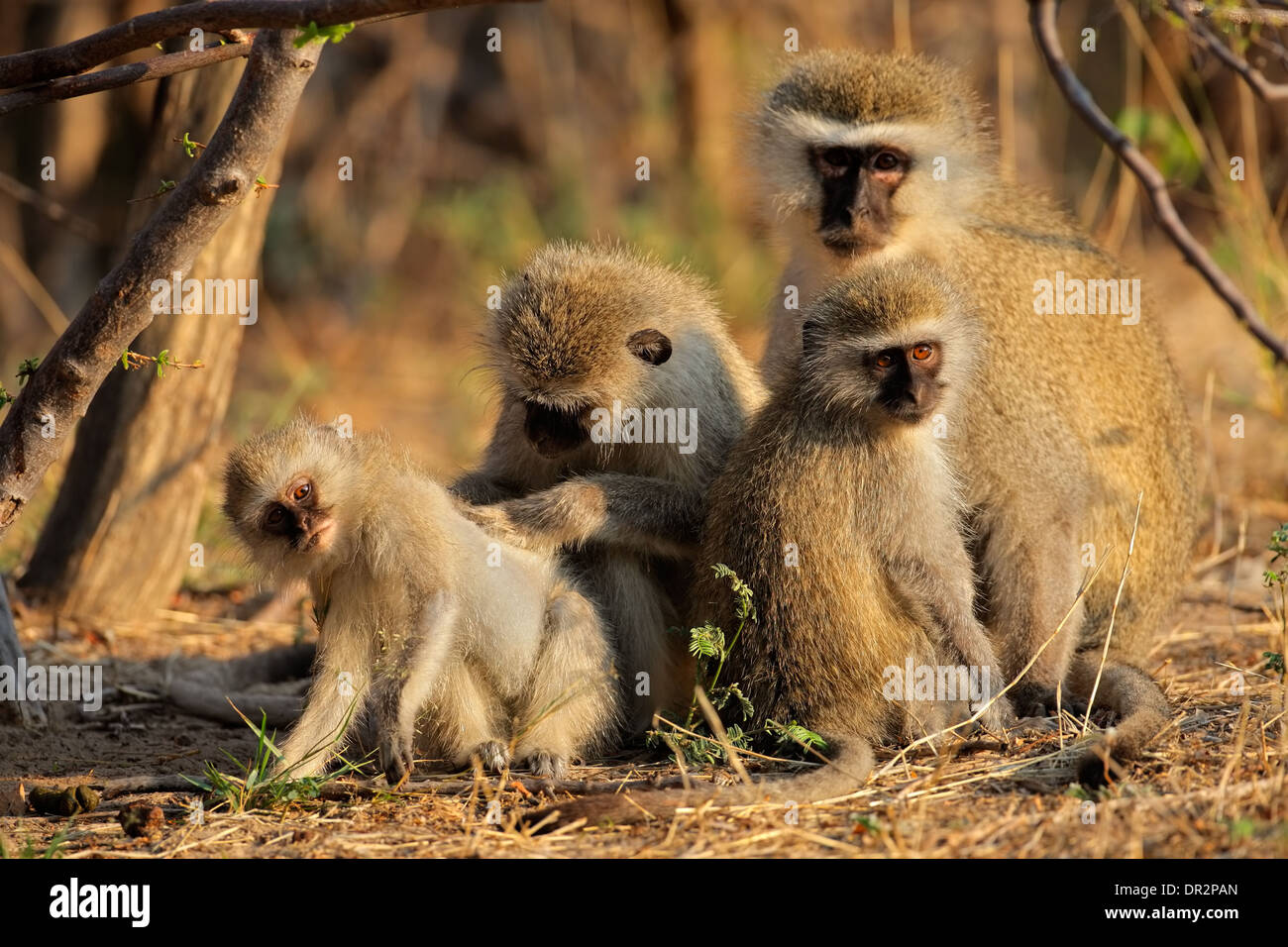 Vervet Affen (grüne Aethiops) pflegen einander, Südafrika Stockfoto