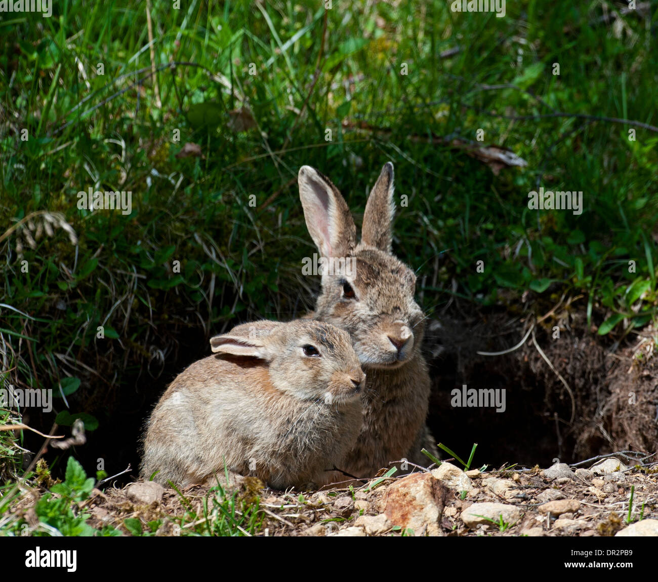 Wilde Kaninchen am Eingang in die unterirdische Höhle.  SCO 9258. Stockfoto