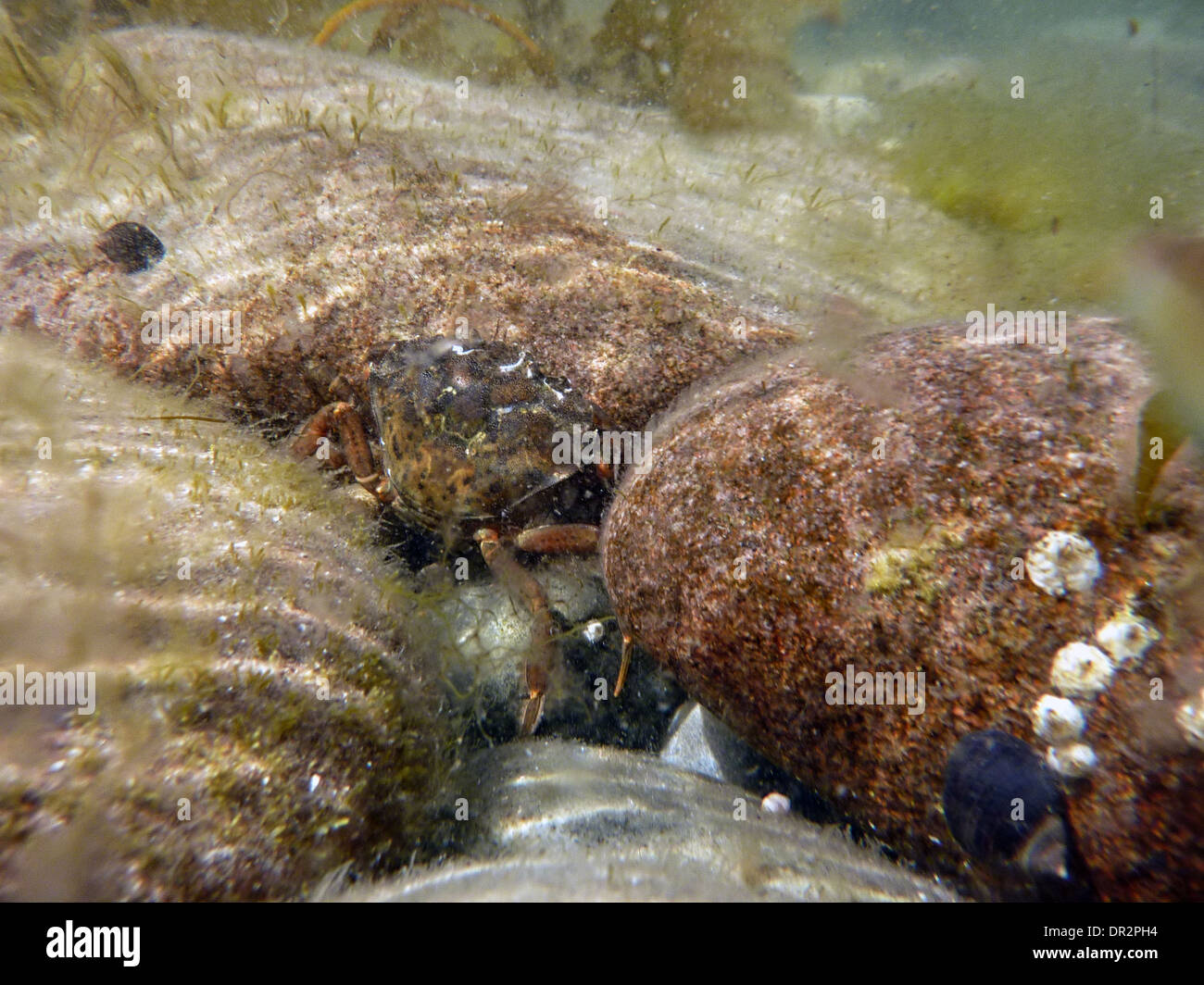 Unterwasser Foto eine grüne Ufer Krabbe - Carcinus maenas Stockfoto