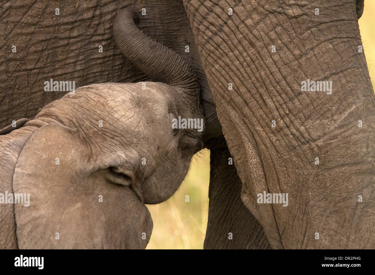 Junge Elefanten, Loxodonta Africana Fütterung mit einem Erwachsenen Stockfoto