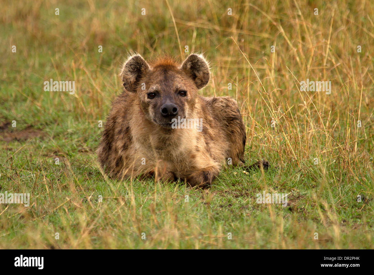 Gefleckte Hyäne Crocuta Crocuta ruht in der Masai mara Stockfoto
