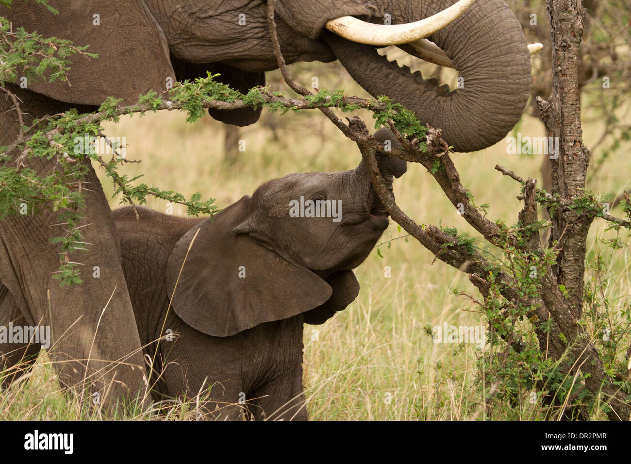 Junge Elefanten, Loxodonta Africana Fütterung mit einem Erwachsenen Stockfoto