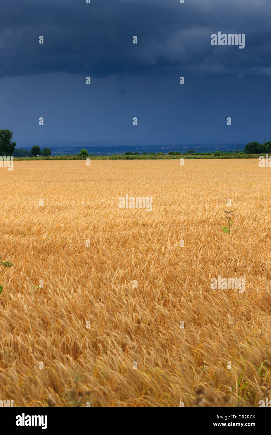 Pflanzen wachsen im Feld unter Donner Himmel Stockfoto