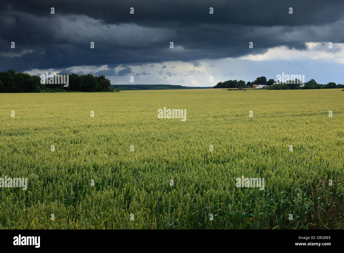 Pflanzen wachsen im Feld unter Donner Himmel Stockfoto