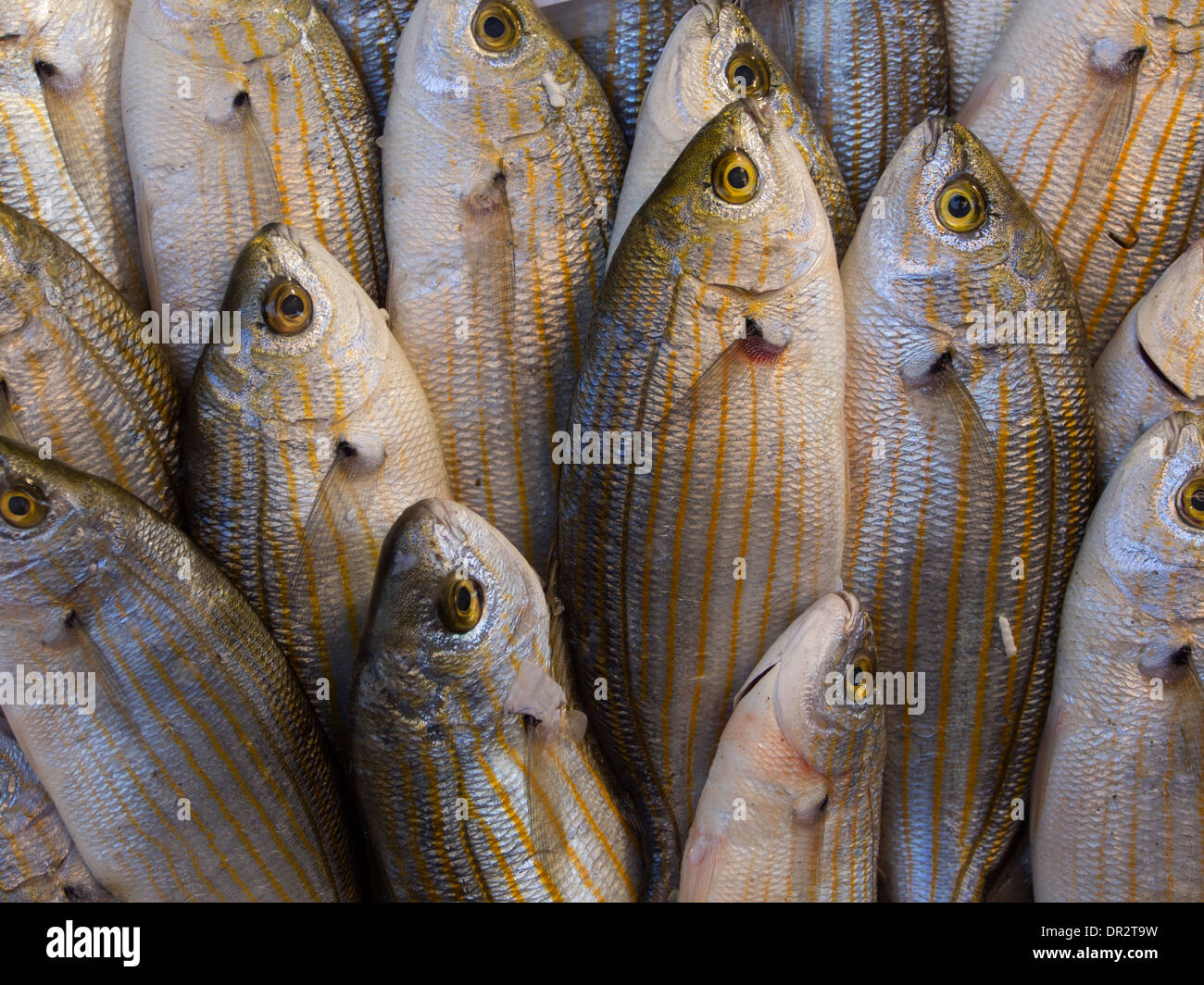 eine Nahaufnahme von wenig gestreifte Fische auf eine italienische Fischhändler-stall Stockfoto