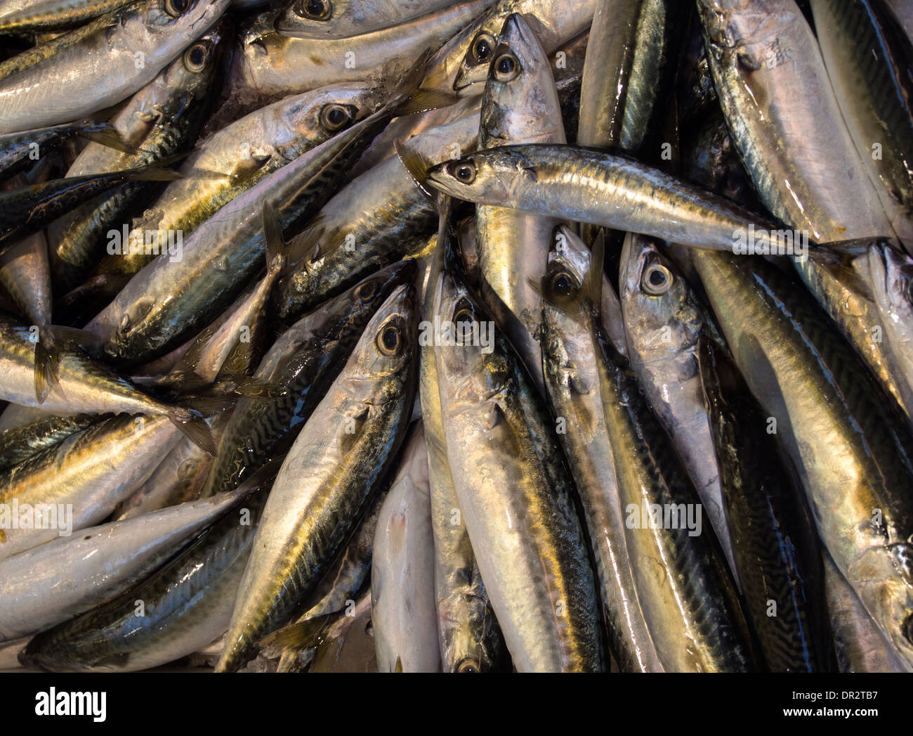 eine Nahaufnahme des silbernen Fischchen - spanische Makrele - auf eine italienische Fischhändler-stall Stockfoto