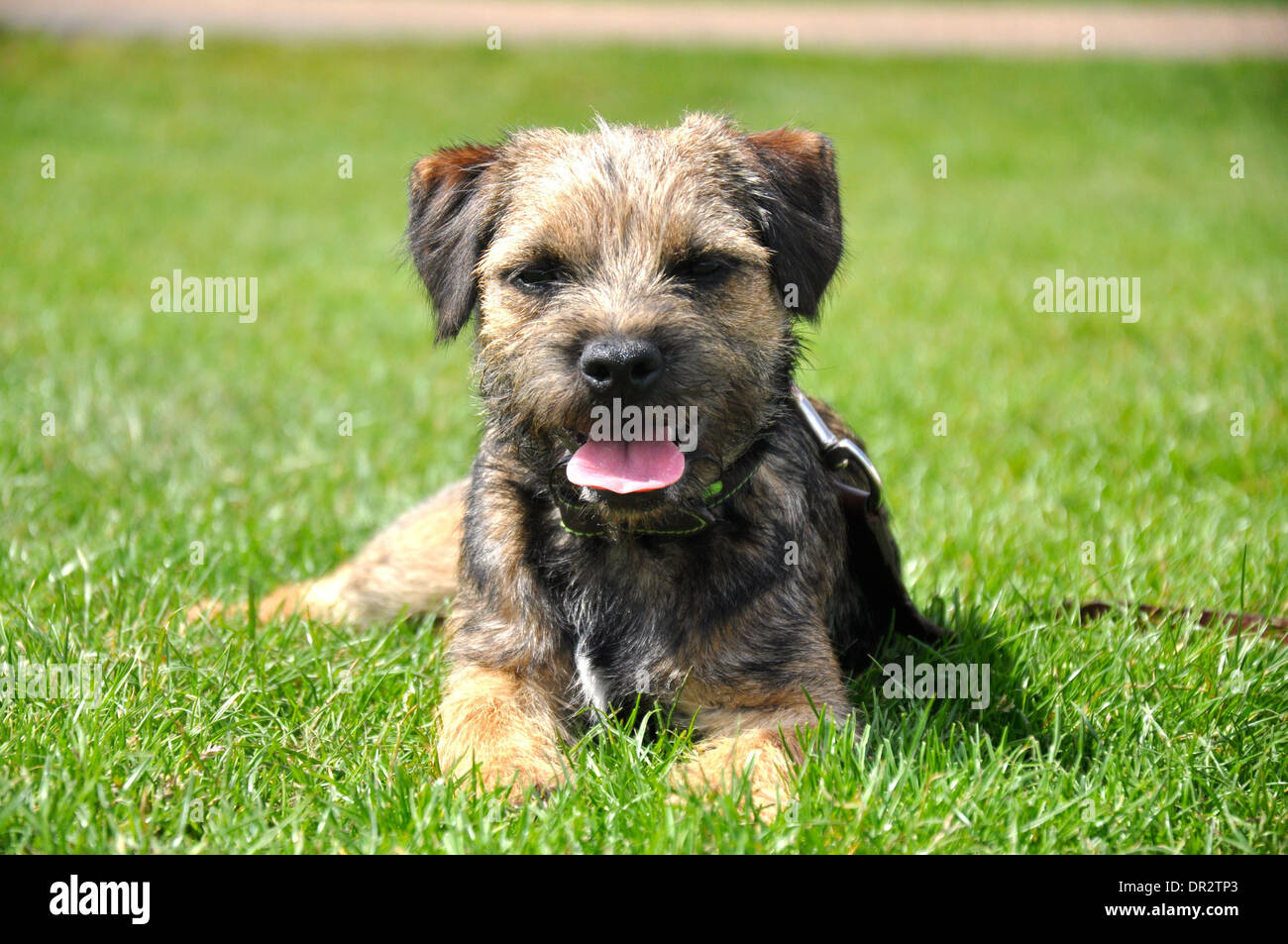 Porträt der Border Terrier-Welpe auf dem Rasen mit rosa Zunge hängt heraus Stockfoto
