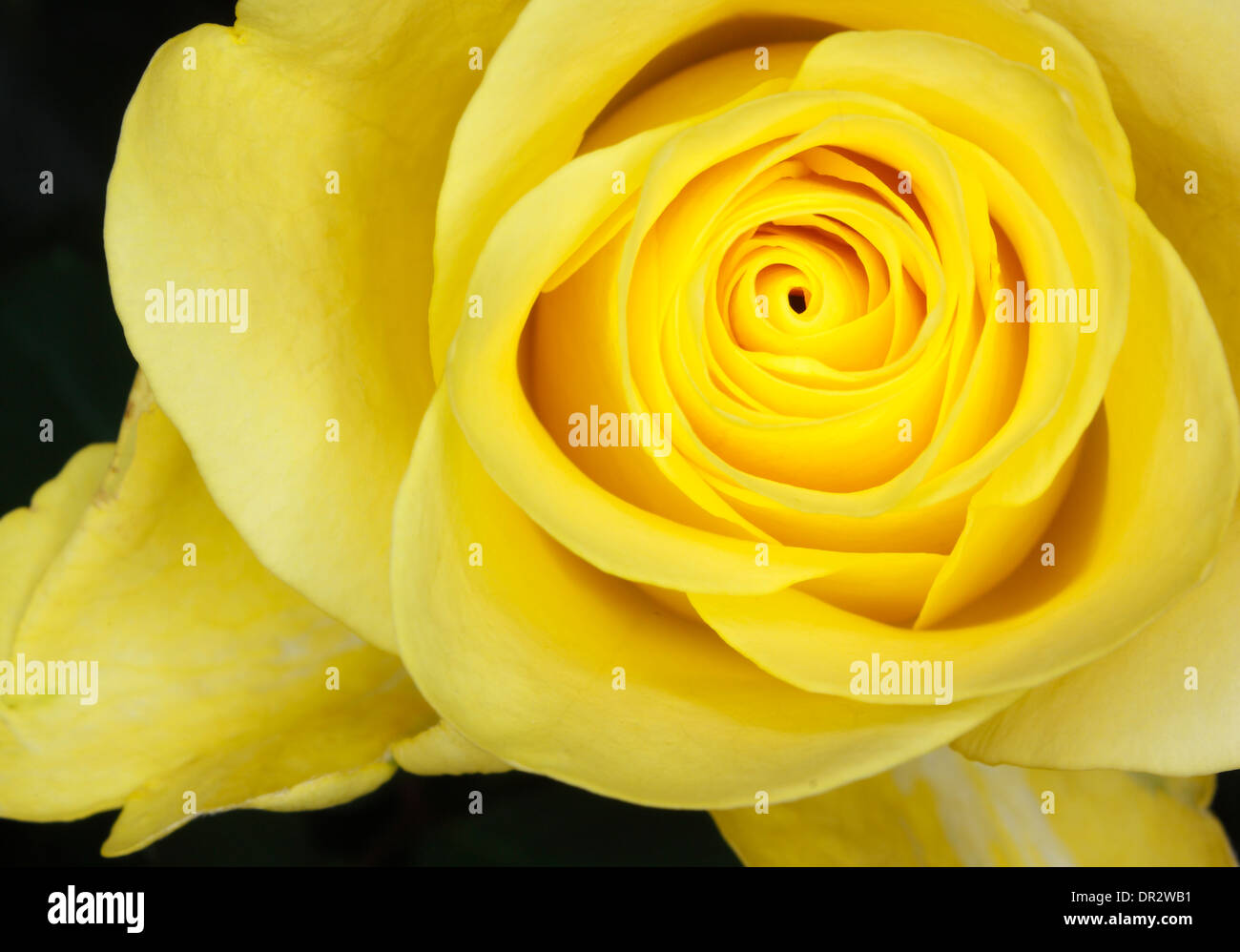 Eine Nahaufnahme Bild einer gelben rose Stockfoto