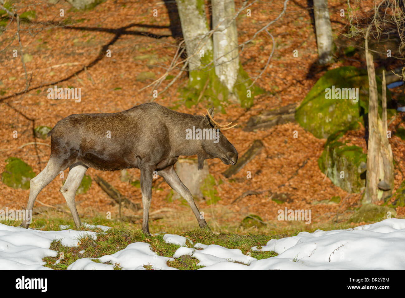 Maennlicher Elch, Alces Alces, männliche eurasischen Elch Stockfoto