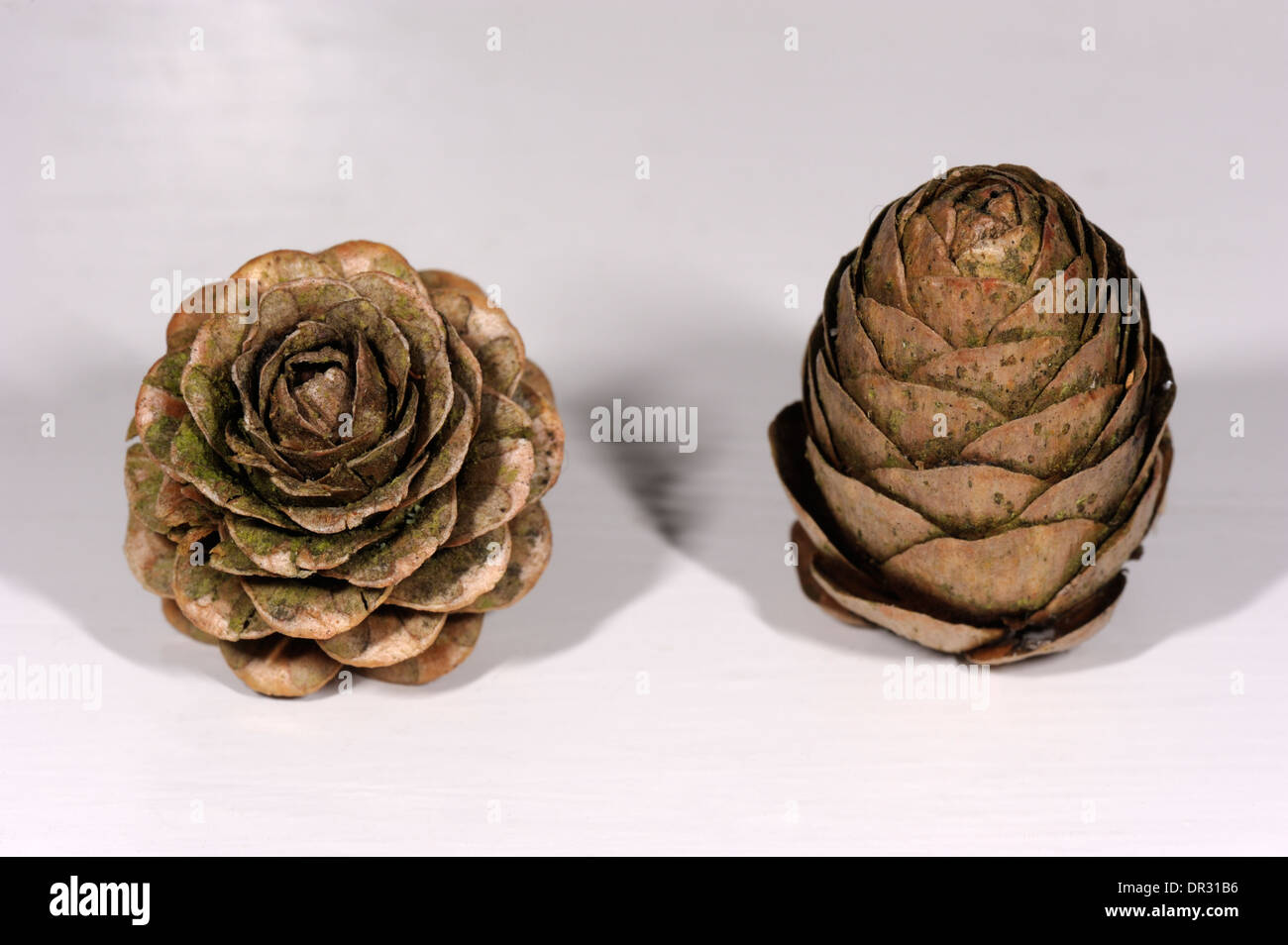Lärche Kegel, Larix Decidua und Larix Kaempferi, europäischen und japanischen Lärchen Stockfoto
