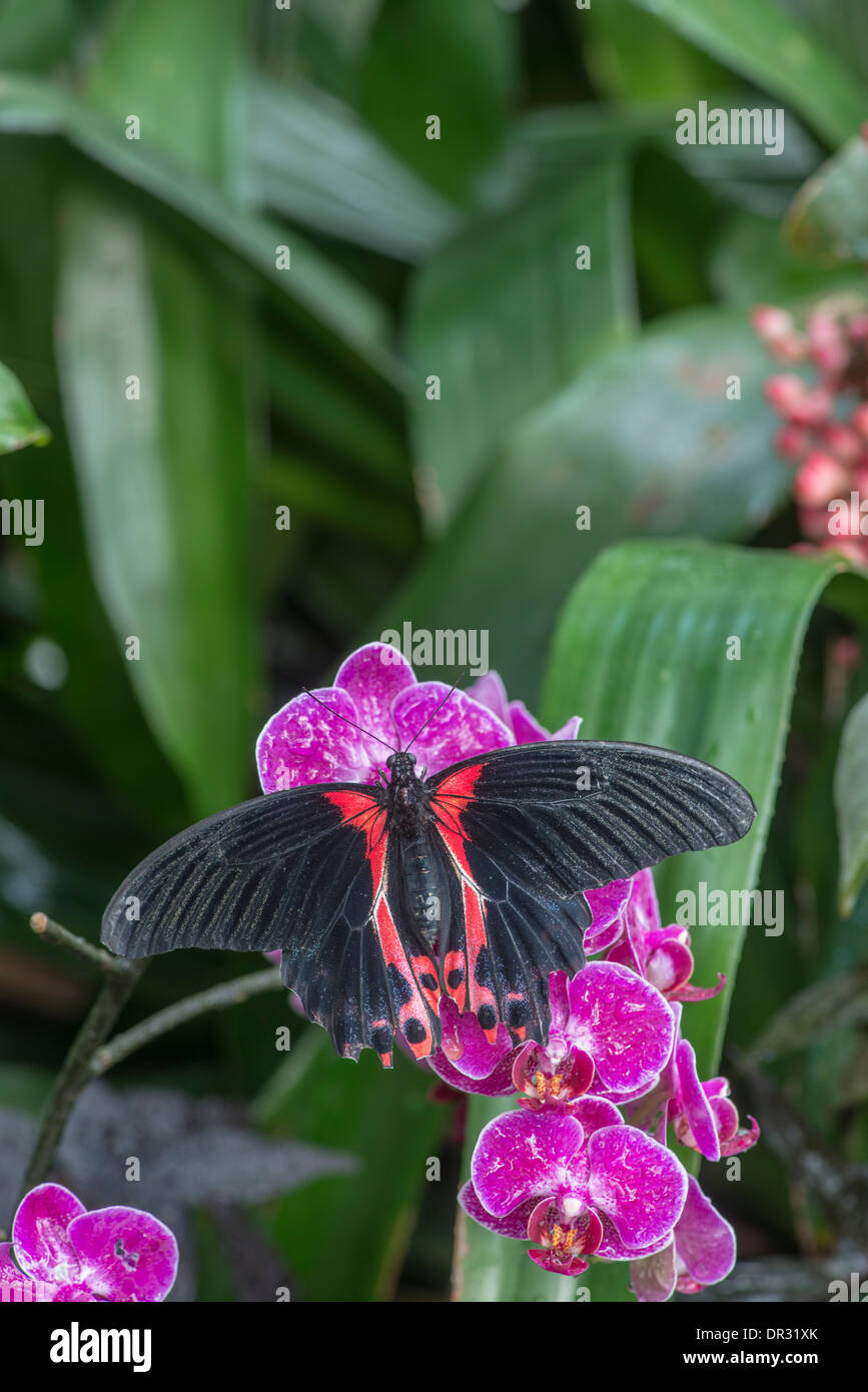 Scharlachrote Swallowtai Schmetterling: Papilio Rumanzovia. Ruht auf Orchidee. Stockfoto