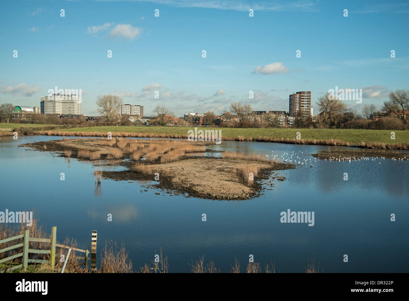 London Wetland Centre, Barnes, Surrey, England Stockfoto
