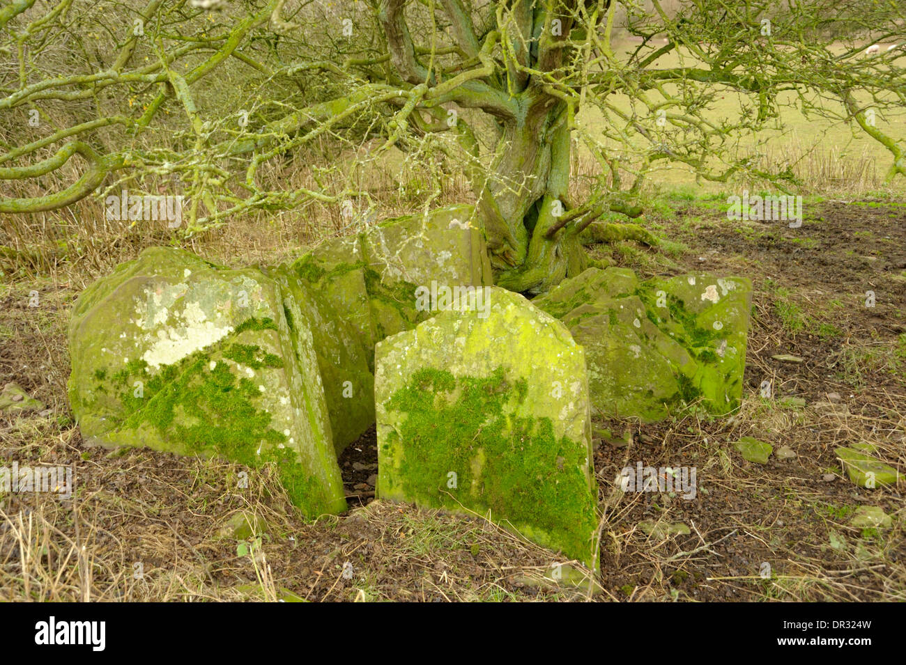 Moos bedeckt die Dolmen in Ffostyll mit Steinen Stockfoto