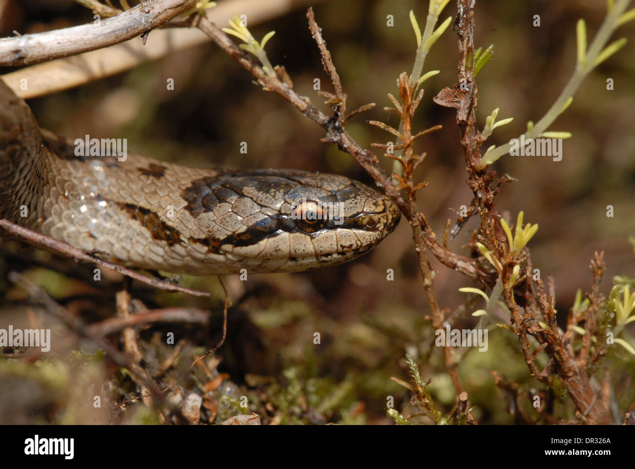 Schlingnatter (Coronella Austriaca). Kopf. Stockfoto