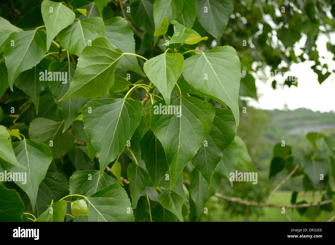 Schwarz-Pappel, Populus Nigra, verlässt Stockfoto