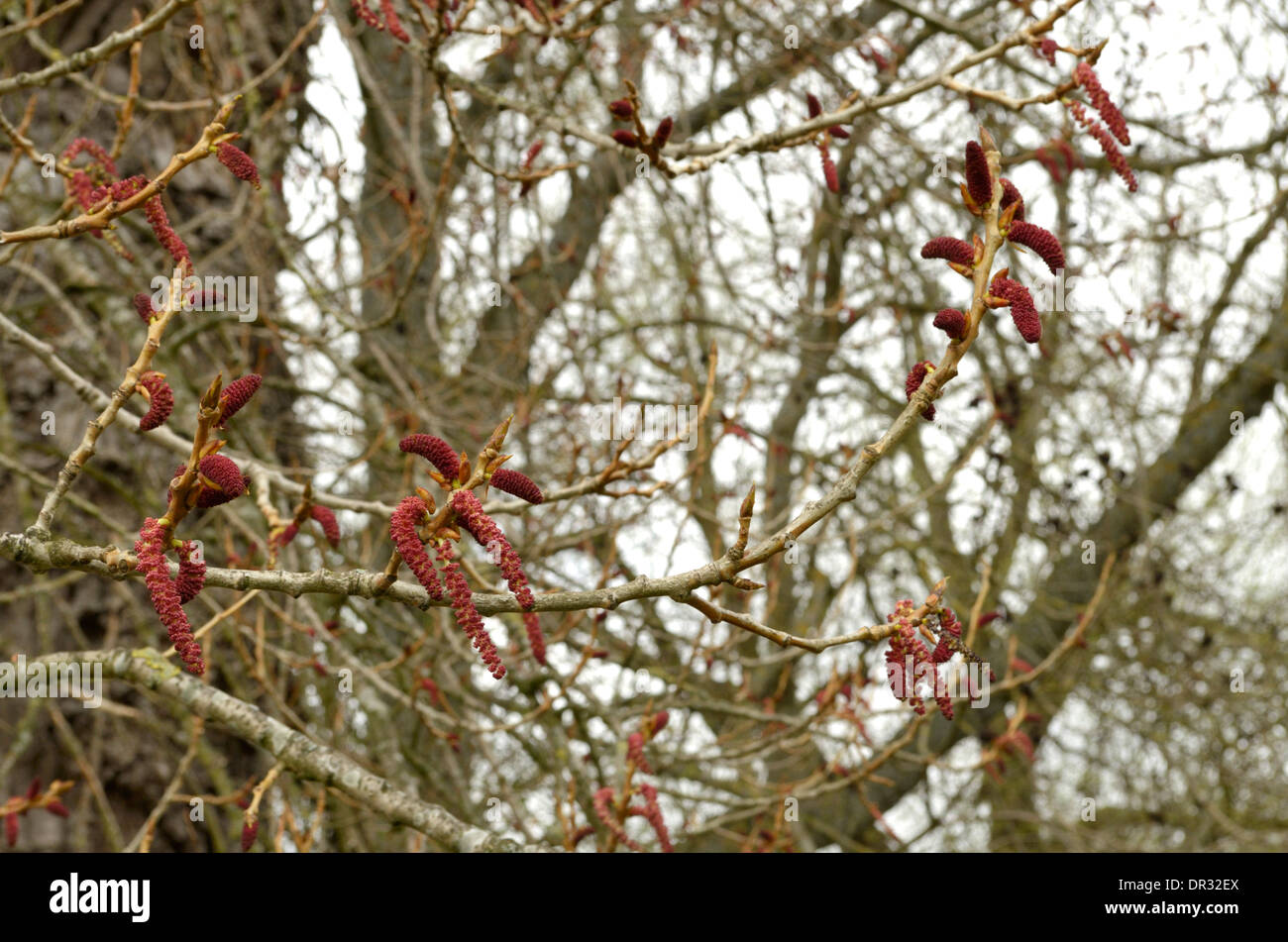 Schwarz-Pappel, Populus Nigra, männlichen Kätzchen Stockfoto
