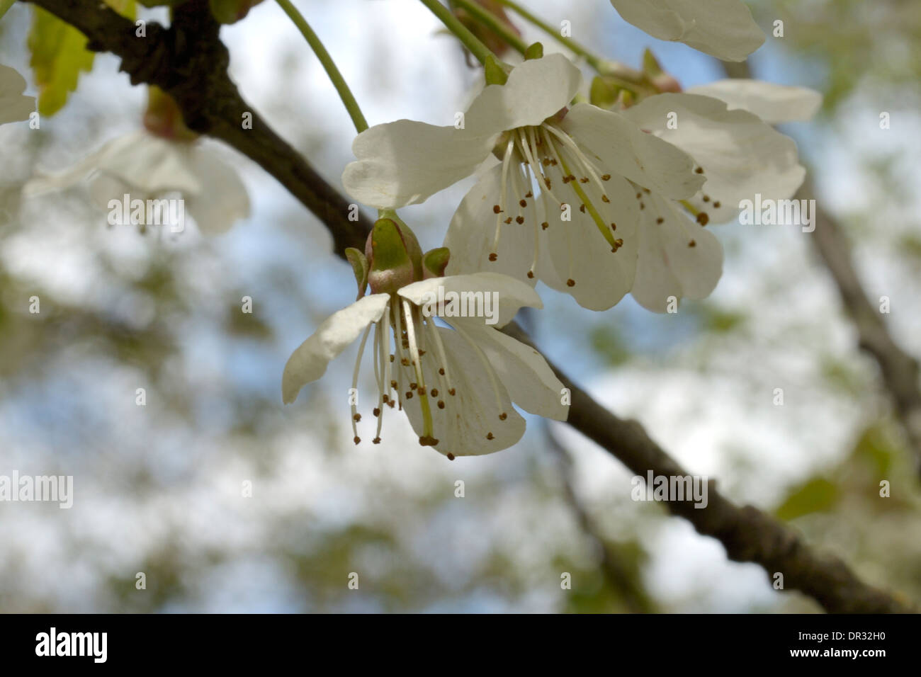 Wilde Kirsche, Prunus Avium Blumen Stockfoto