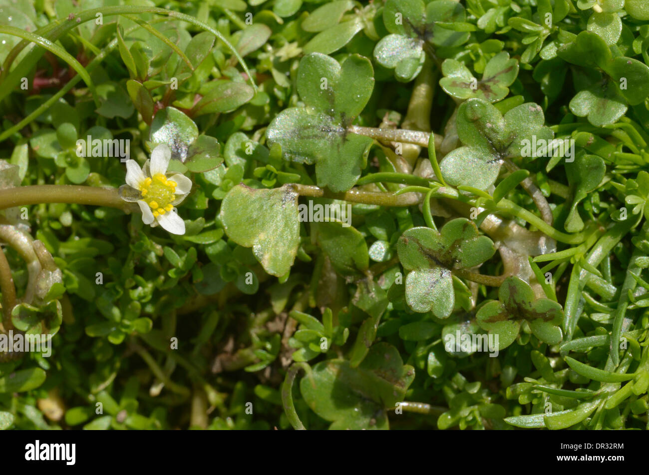 Efeu-leaved Crowfoot, Ranunculus hederaceus Stockfoto