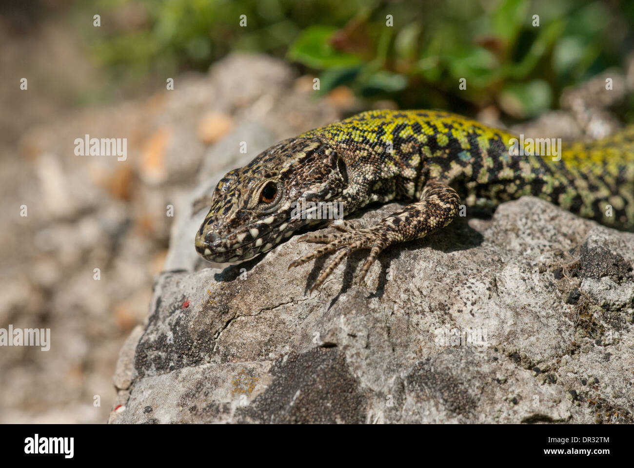 Mauereidechse (Podarcis Muralis). Die Art stammt aus nicht in das Vereinigte Königreich, aber wurde in einer Reihe von Orten. Stockfoto