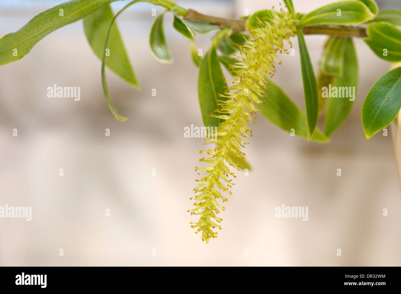 Riss-Weide, Salix X fragilis Catkin (männlich) Stockfoto