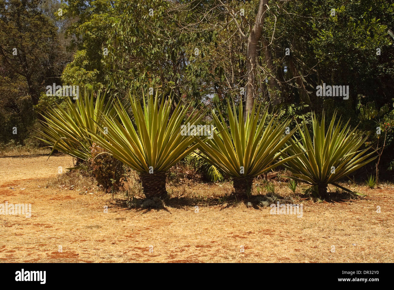 Der Garten im Karen Blixen Museum Stockfoto