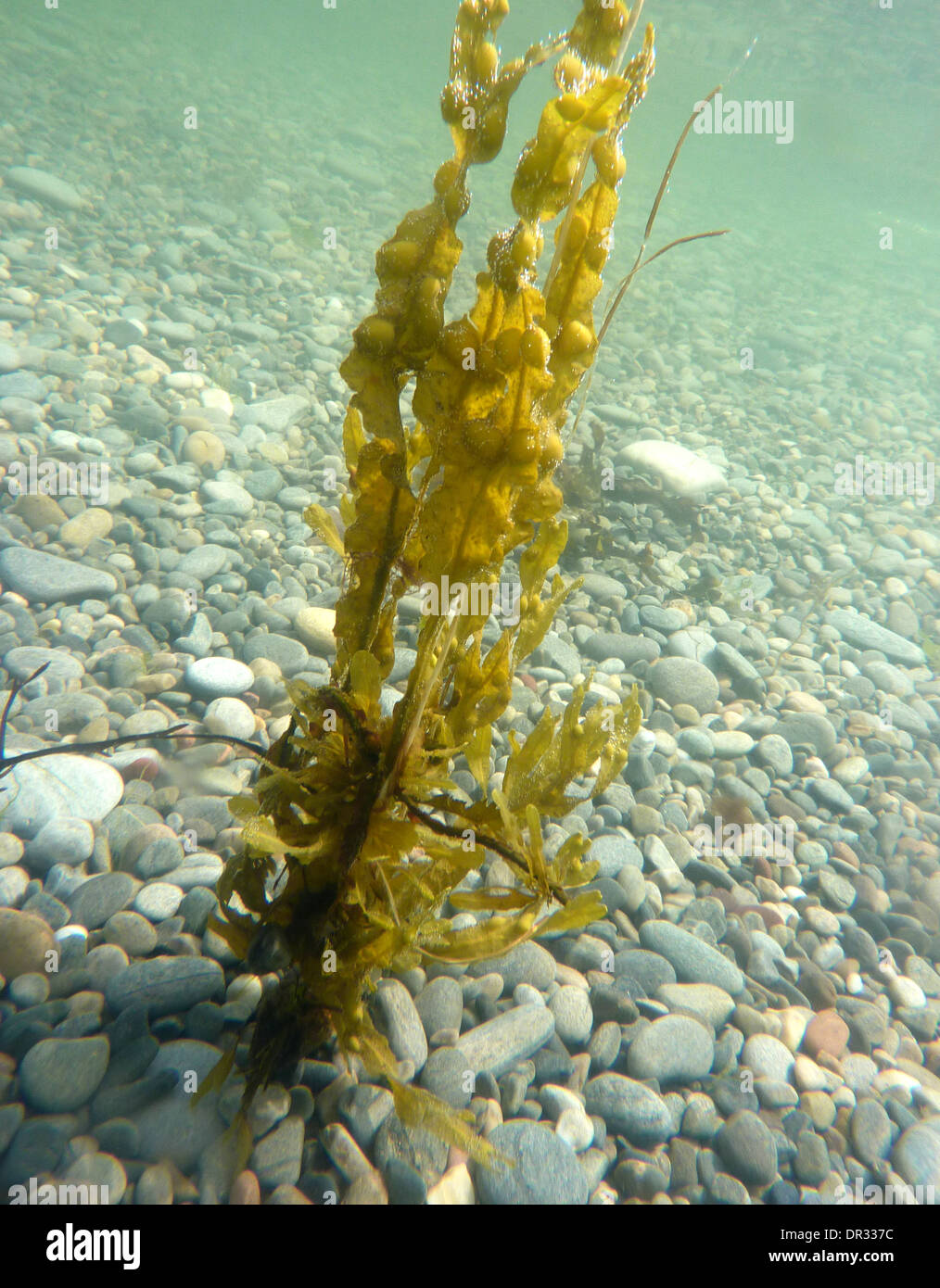 Unterwasser Foto von Spiral Wrack - Fucus spiralis Stockfoto