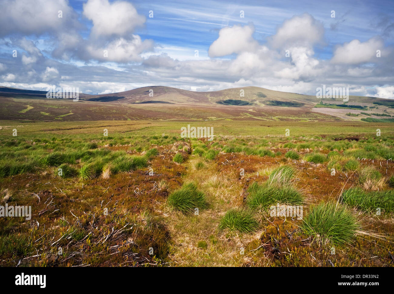 Moorlandschaft Anfang Juni in der Nähe von Sally Gap, WIcklow Mountains, County Wicklow, Ireland Stockfoto