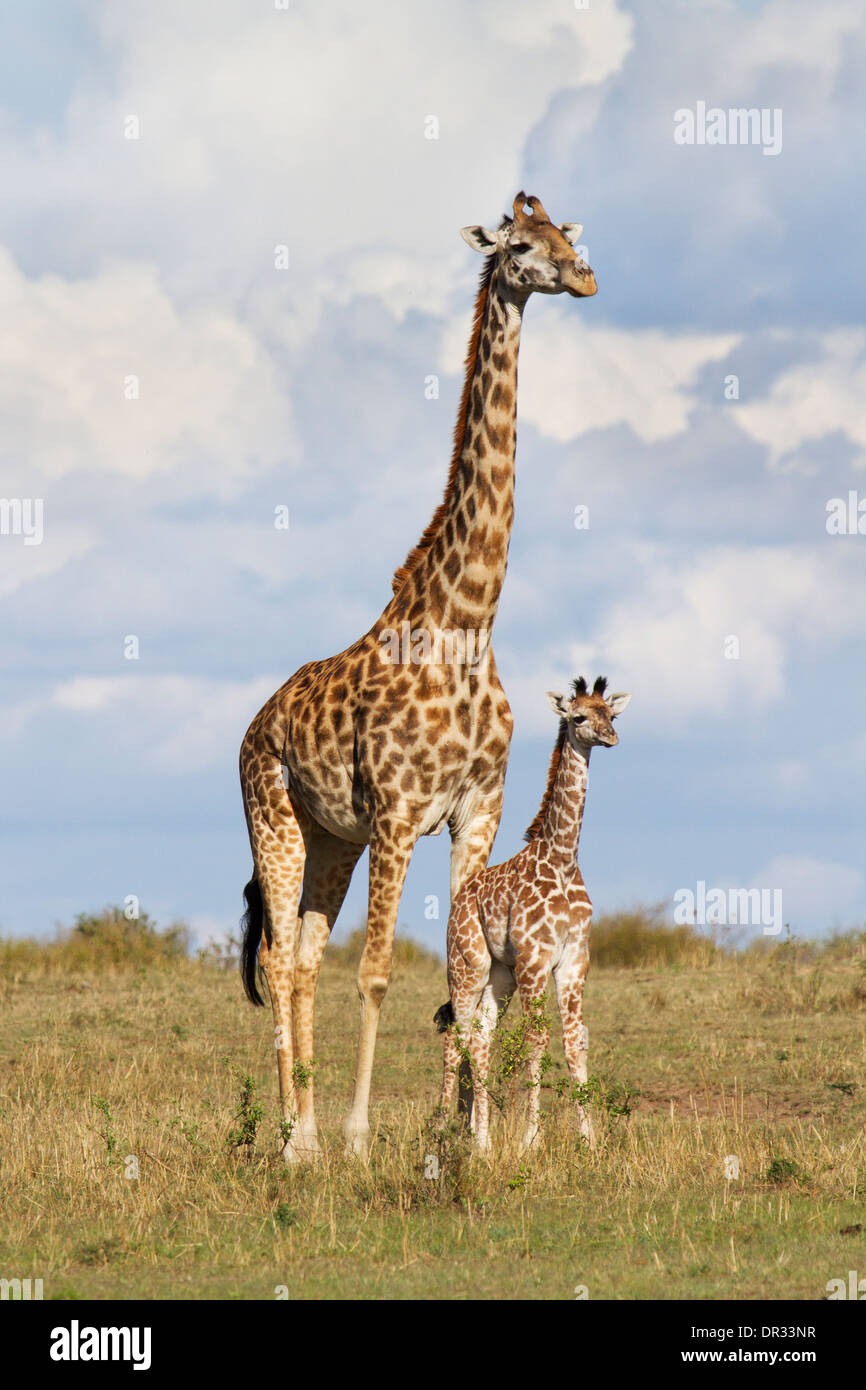 Mutter und Baby Giraffe in der Mara-Reservat in Kenia Stockfoto