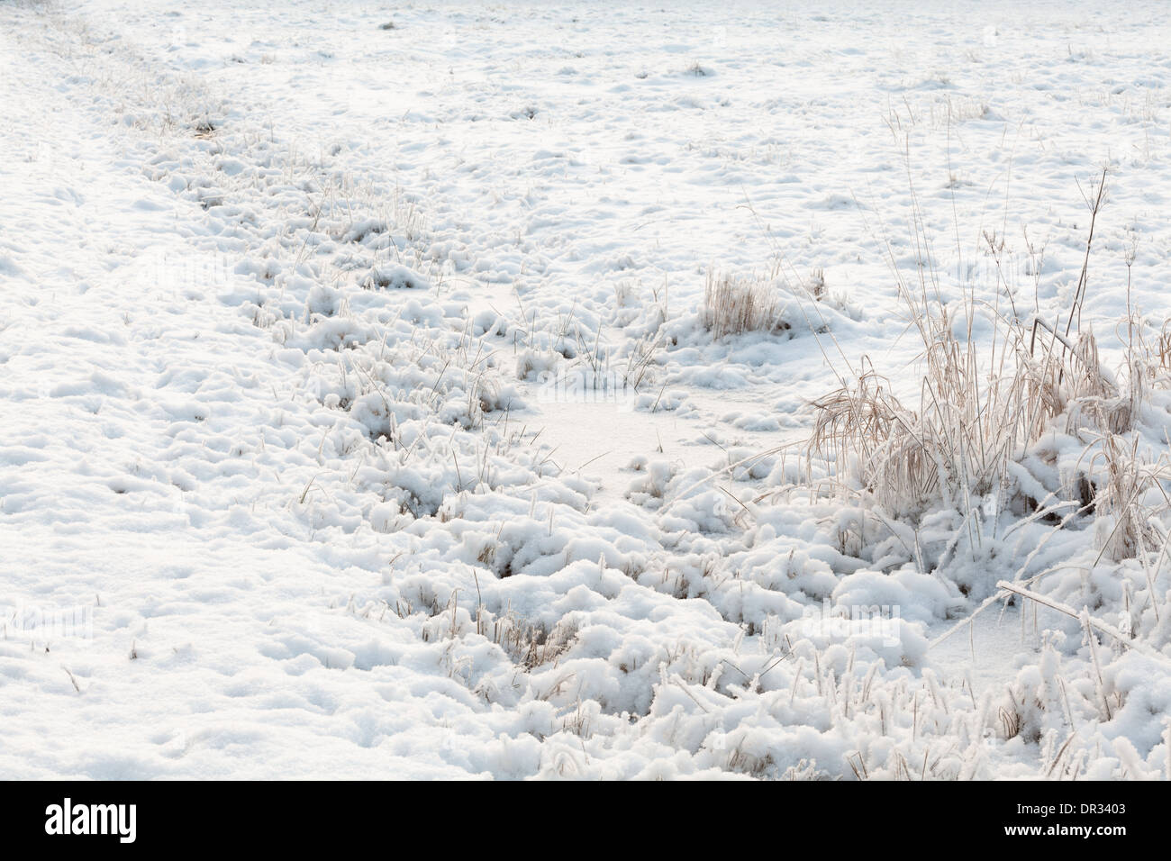 Feld mit Schnee bedeckt Stockfoto