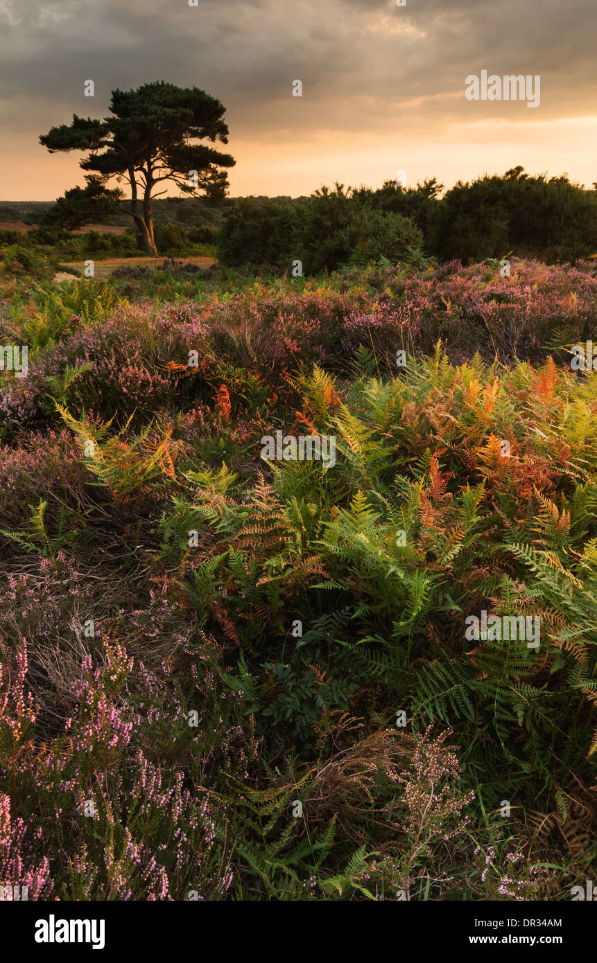 Herbst Heidekraut und Braken im New Forest National Park Stockfoto