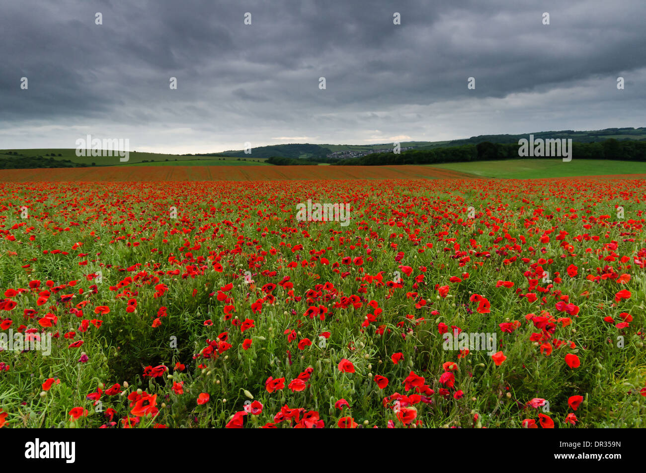 Schöne Darstellung der Mohn in den South Downs National park Stockfoto